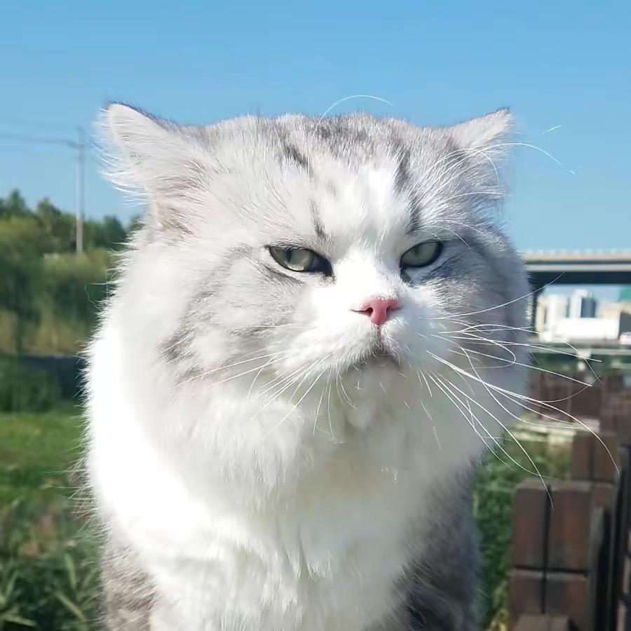 洲际捣蛋