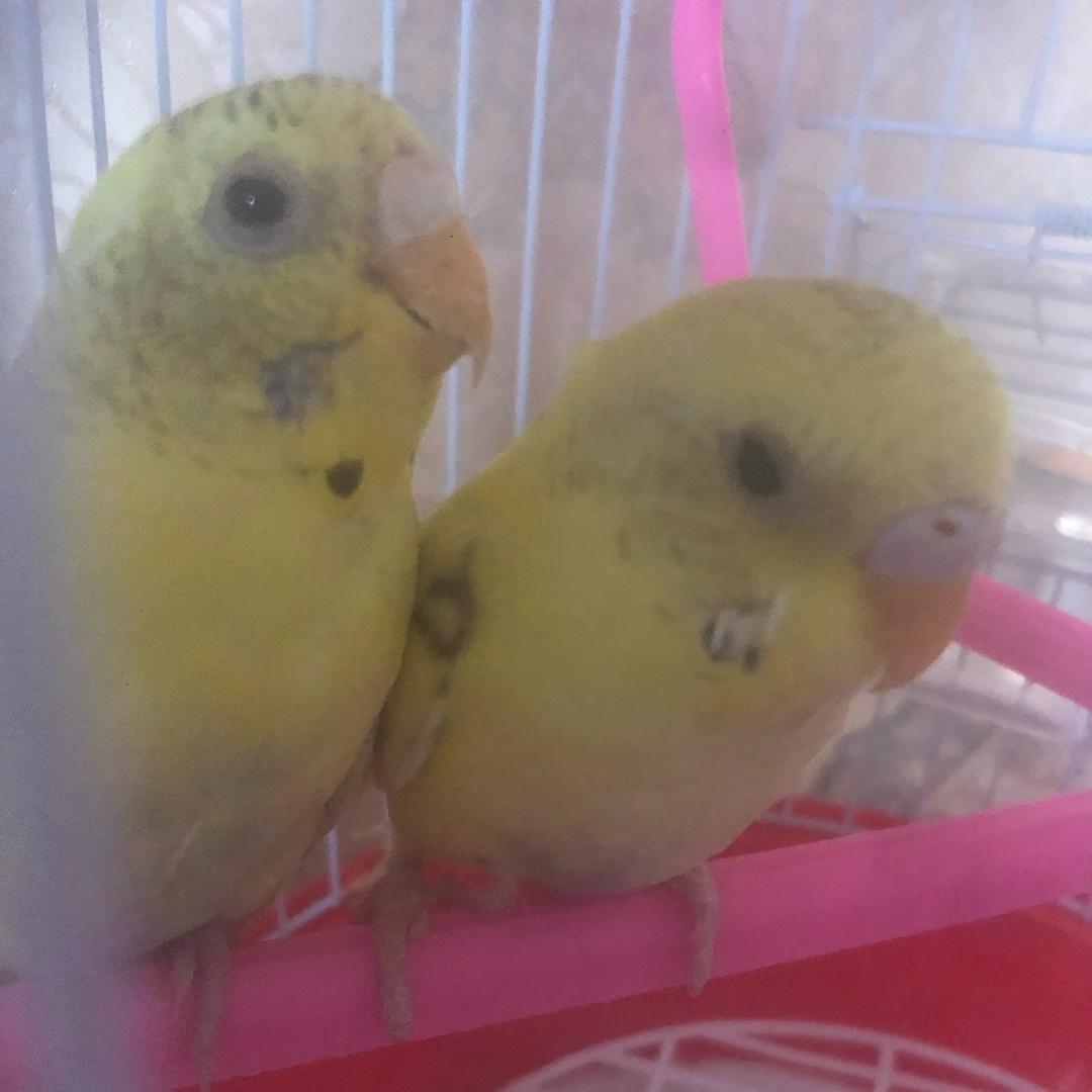 🐤蛋黄和蛋塔🐤