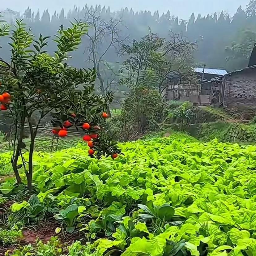H 黄大