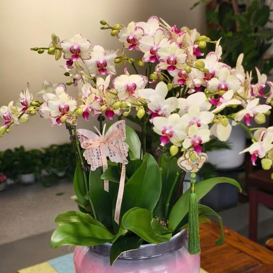 ༺平淡༻❀