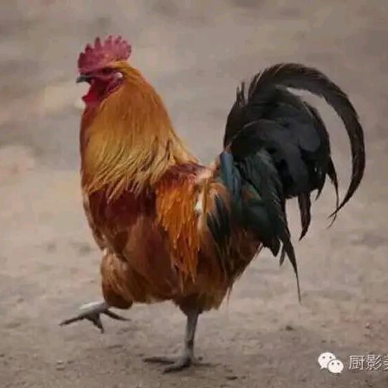 颍上姚哥