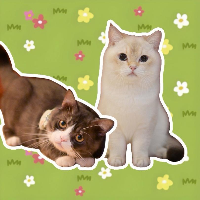 嘟嘟小猪咪