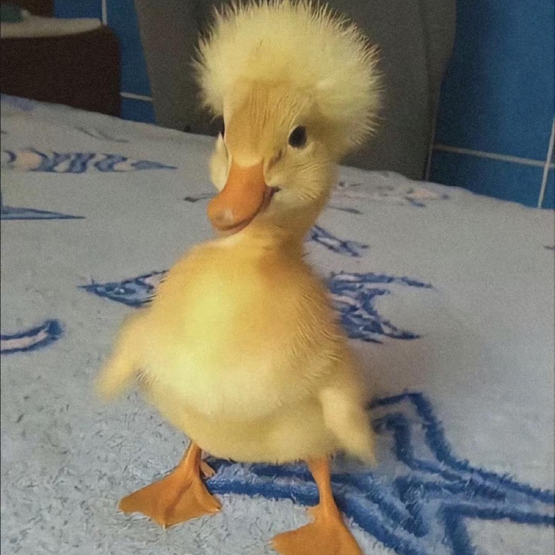 🐤