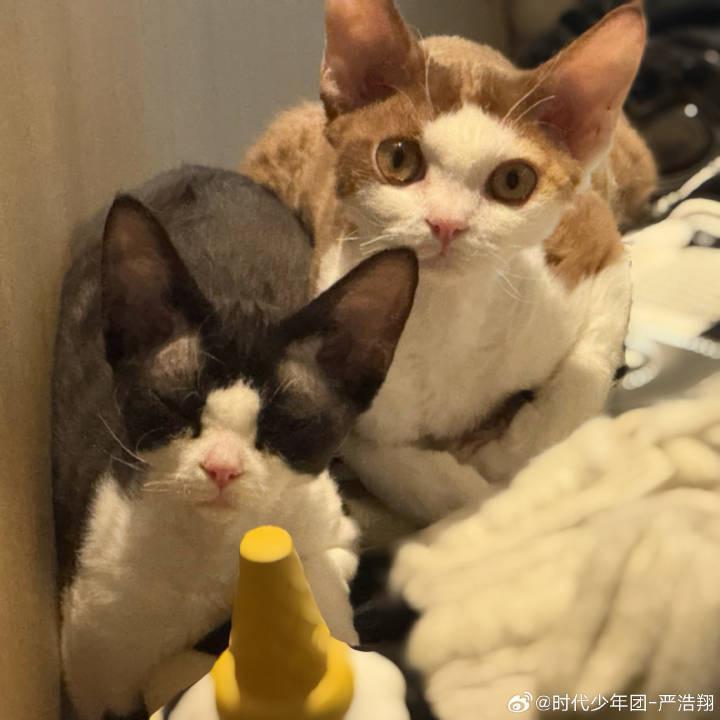 冰淇淋猫咪