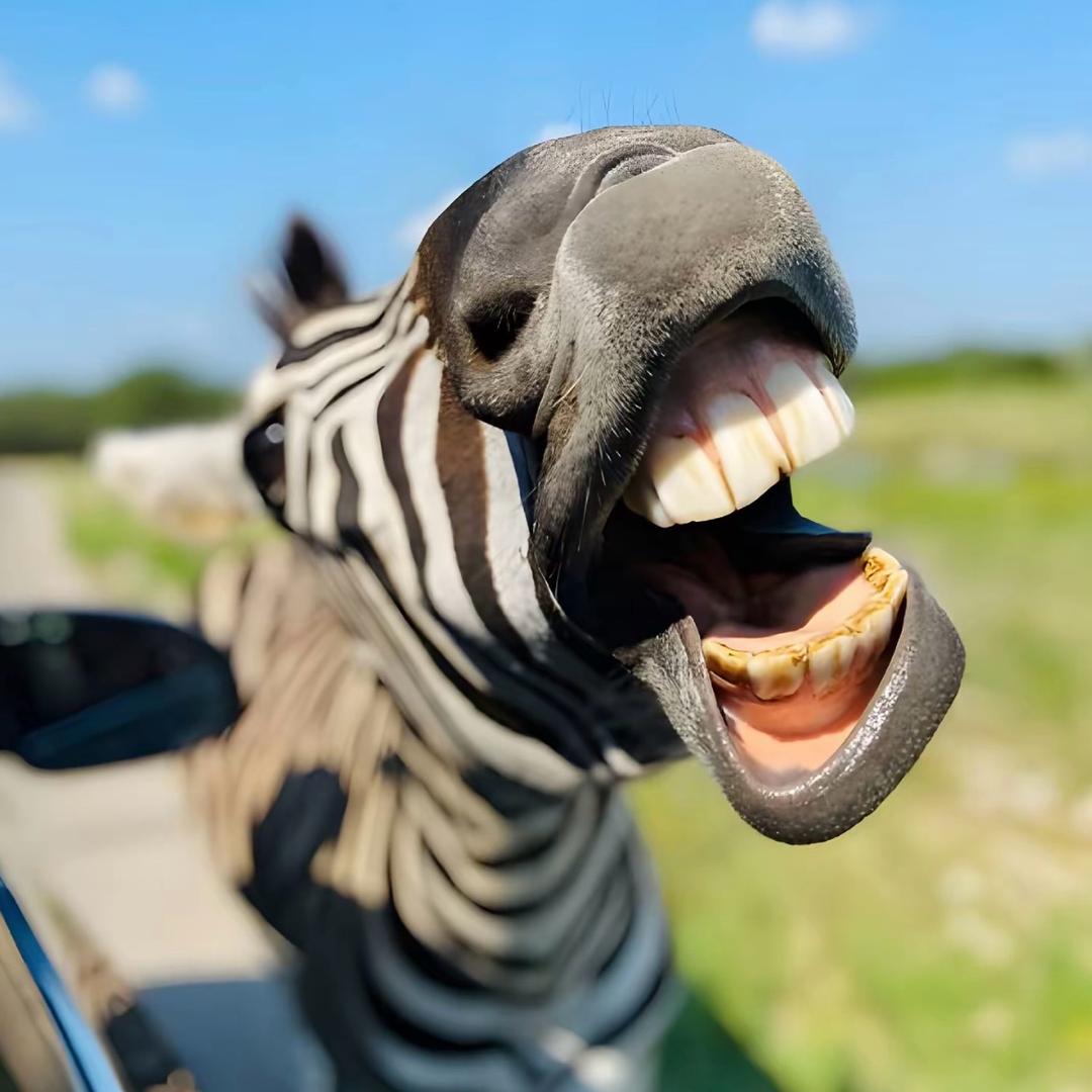 xtszxsdnr