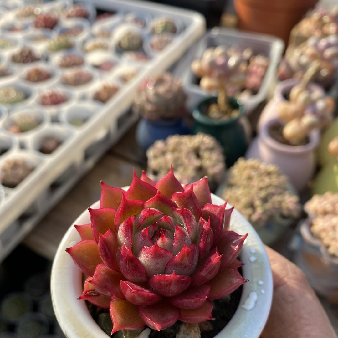 百锦花园农场
