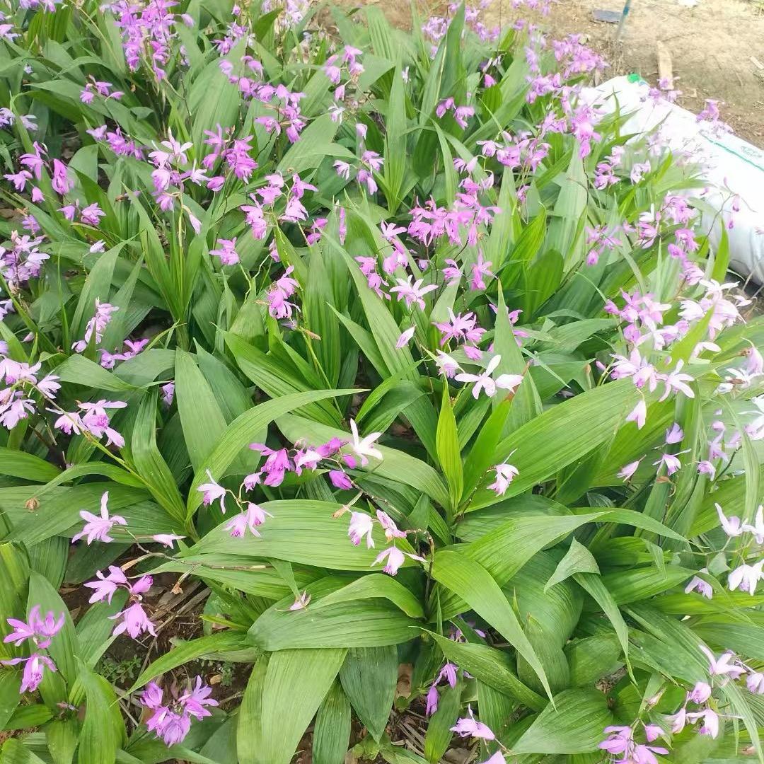 绵阳药材种植～小柯