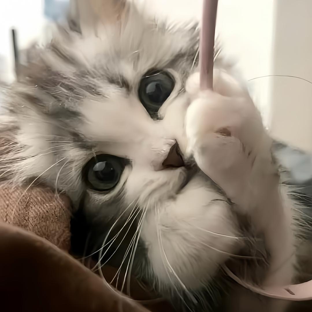 愿生双翼