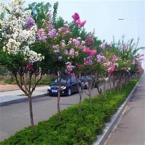 希萌花卉园