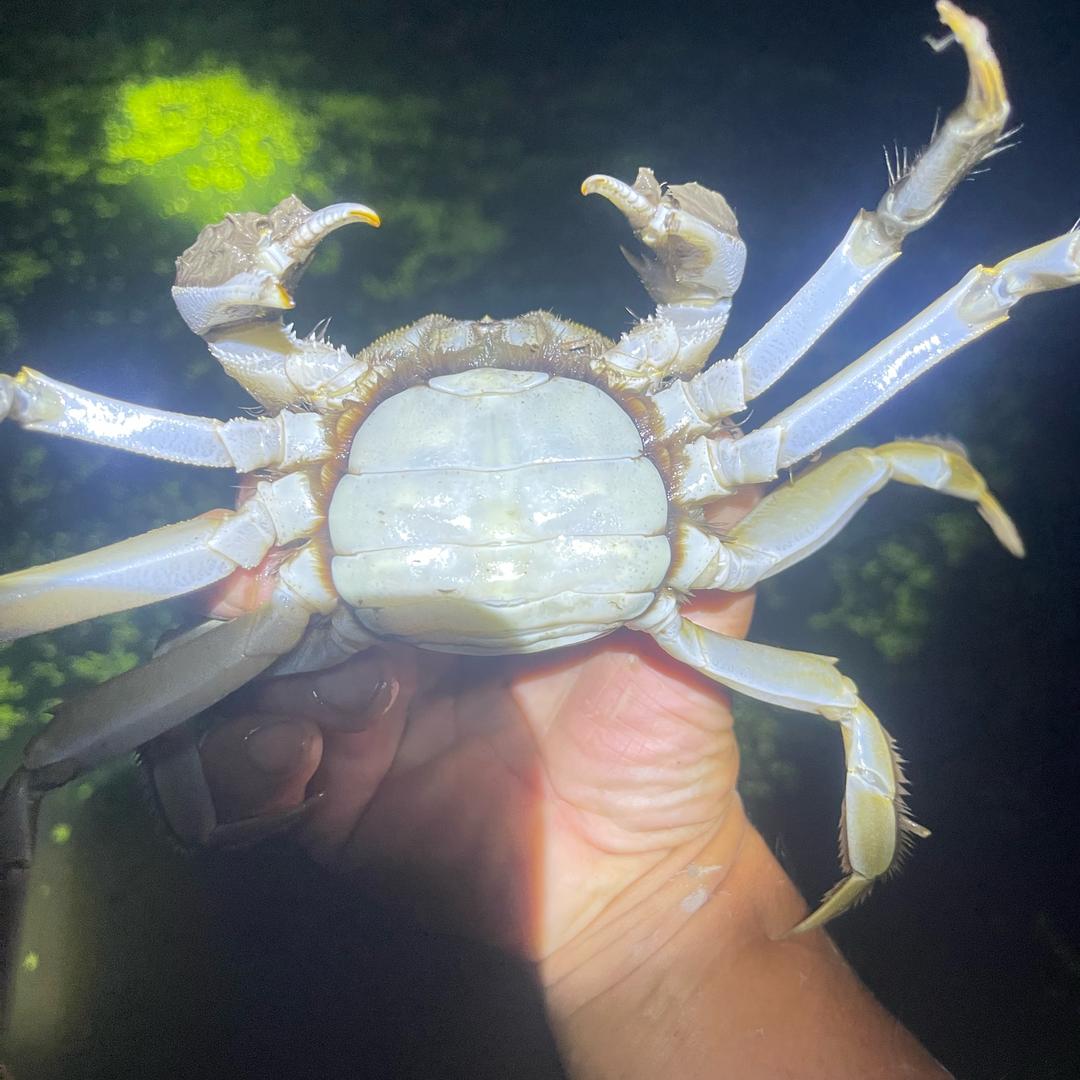 淳湖精品虾蟹养殖销售