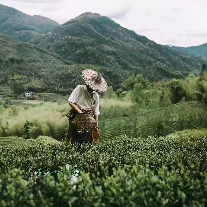 鼎鼎有茗茶叶甄选