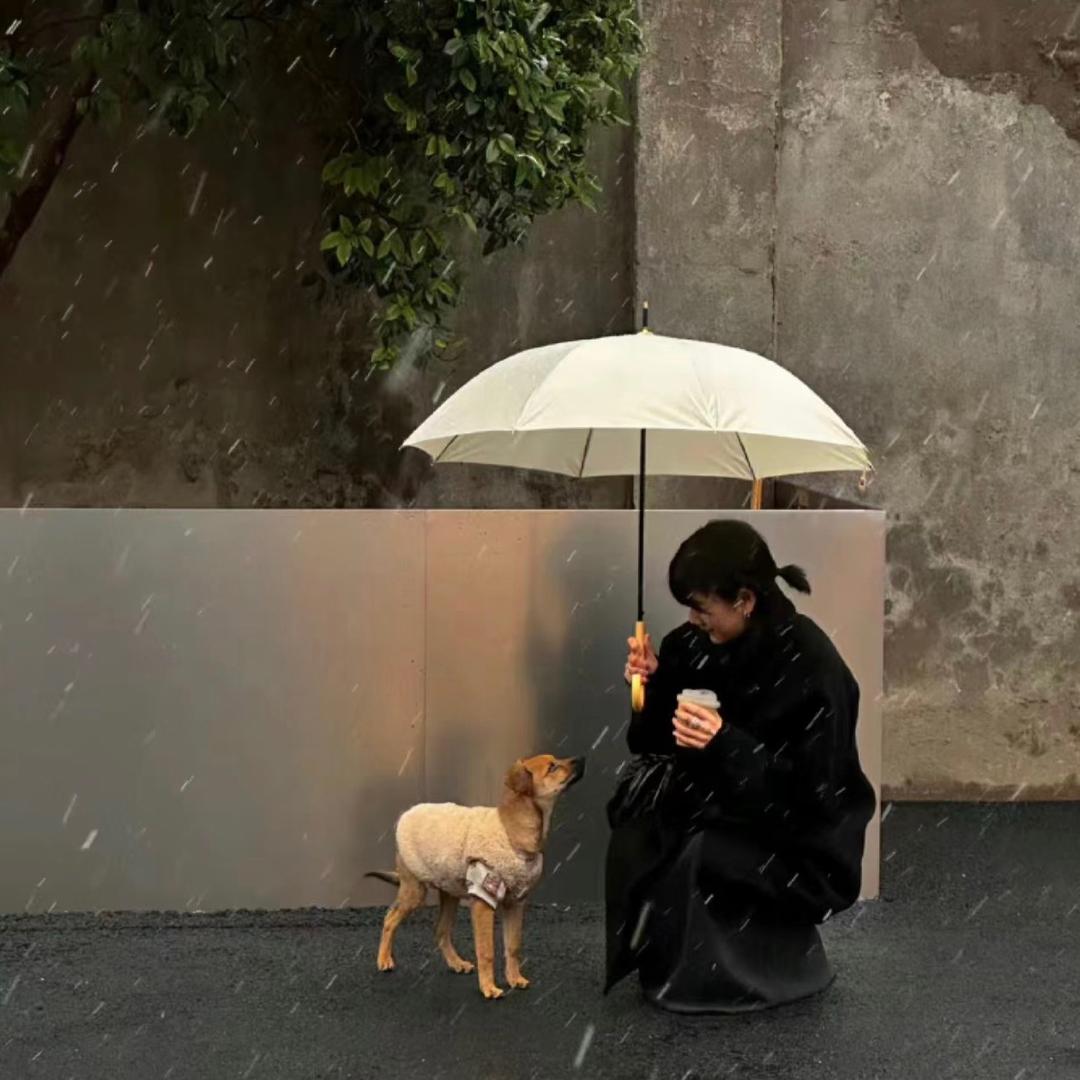 蛋挞懒羊羊