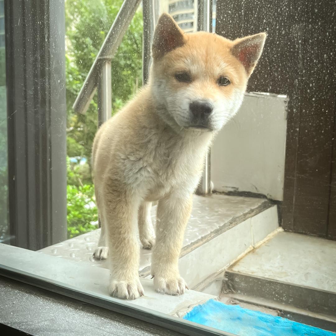 土狗黄毛