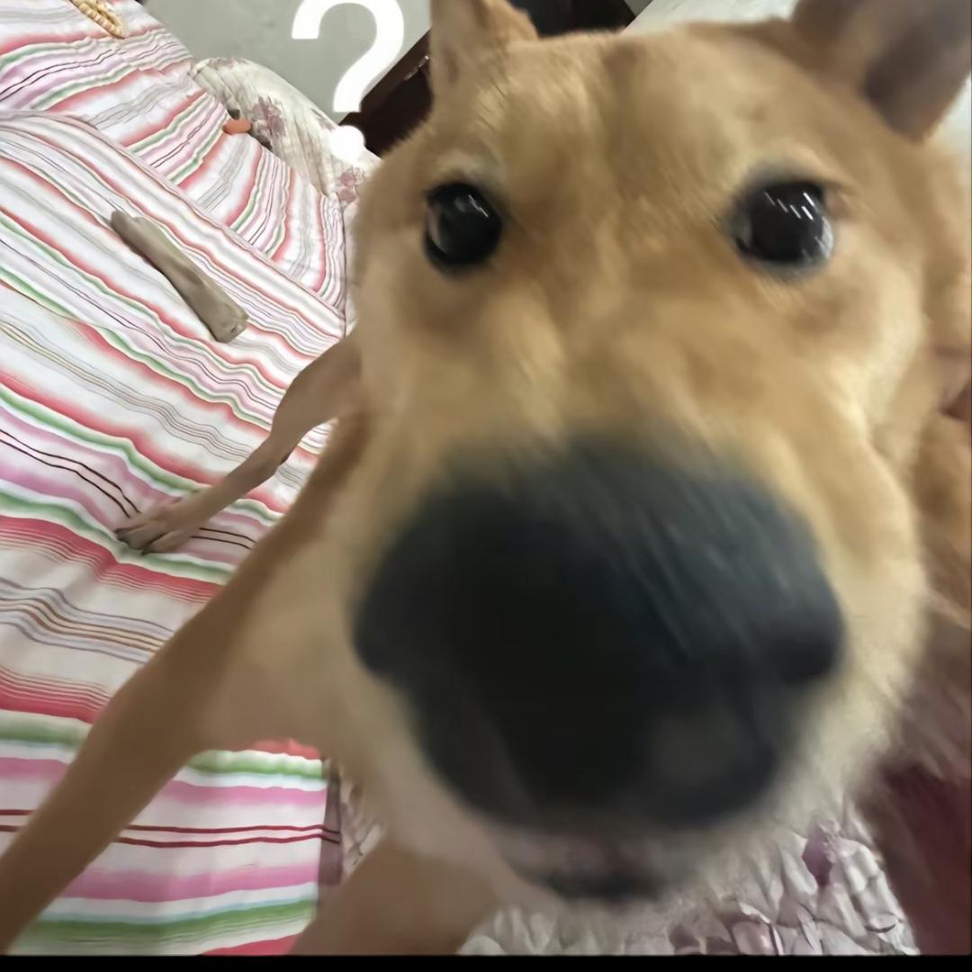 辉叶