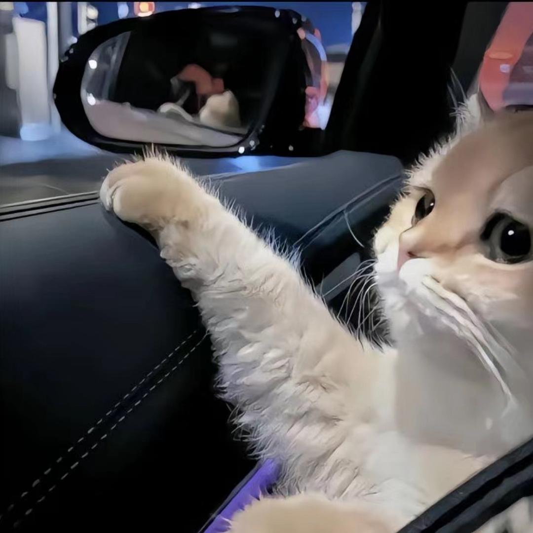 猫不吃芒果