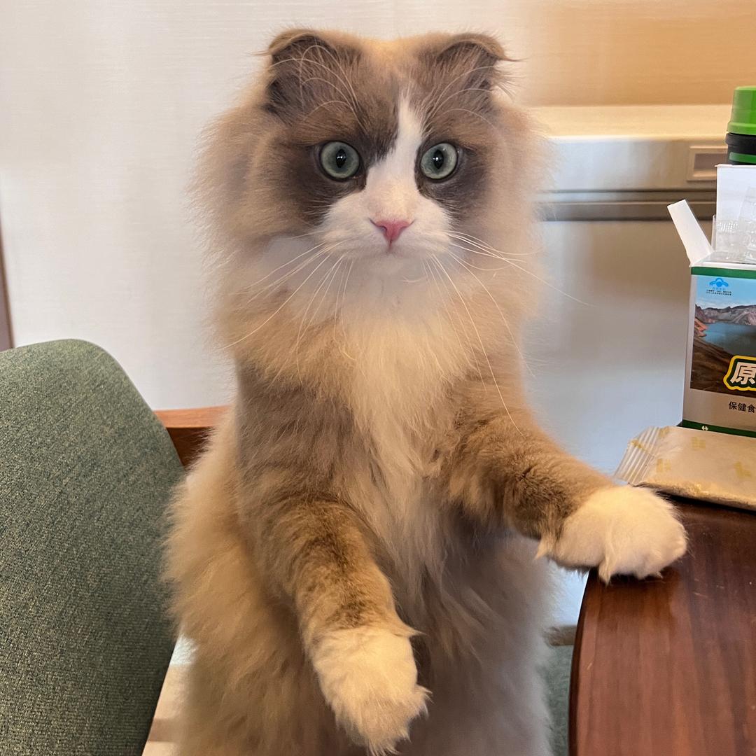 猫猫探头狗狗祟祟