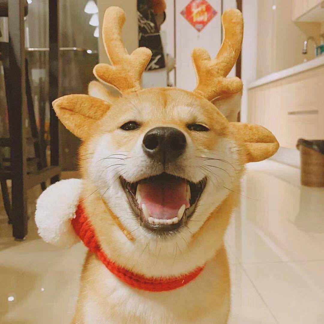清欢丶
