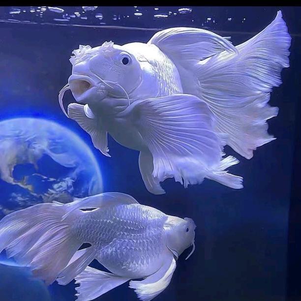 虎灵蝴蝶鲤观赏鱼