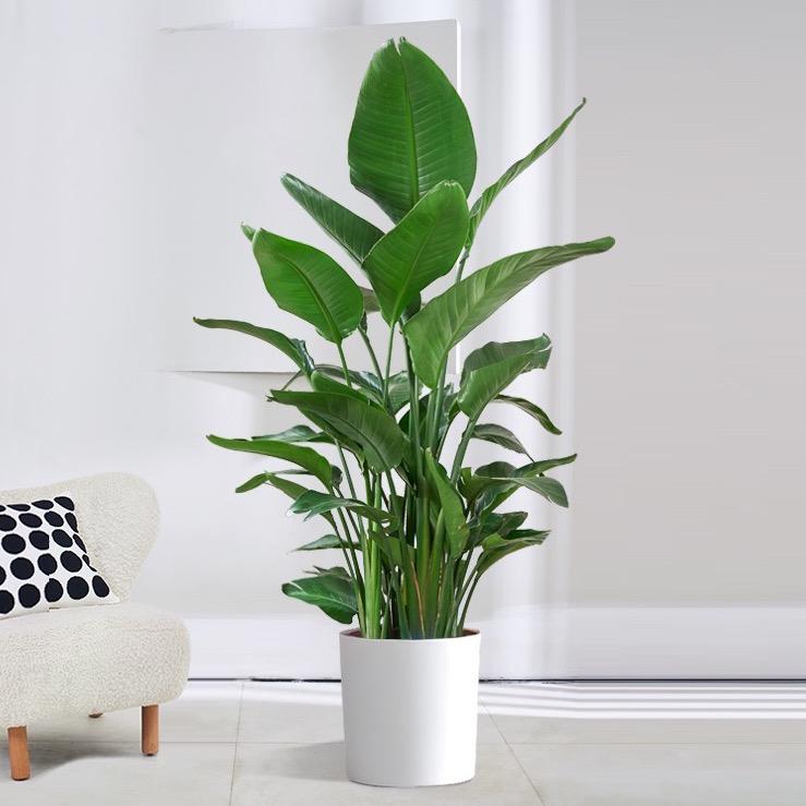JIUXIN绿植花卉