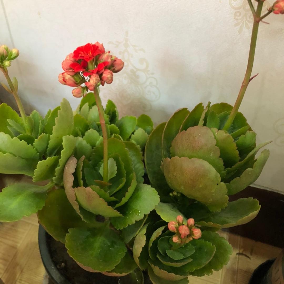 小贾