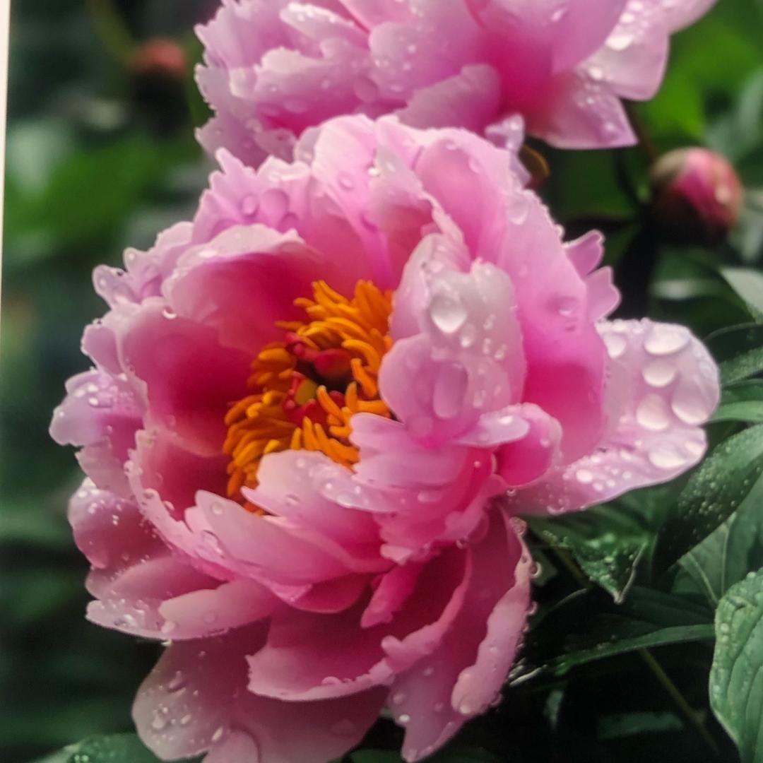 黄金季节z