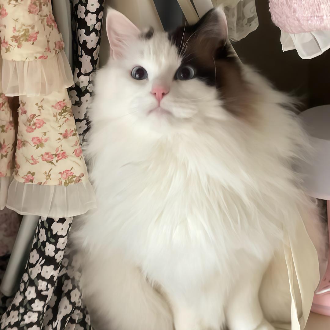 胖胖是只猫