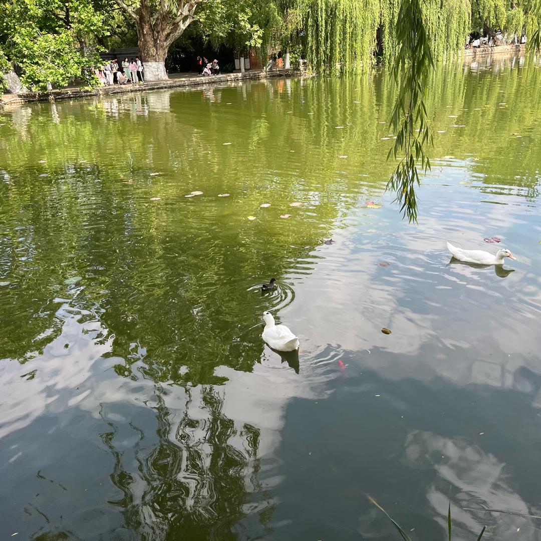 花导（三角洲跑刀）