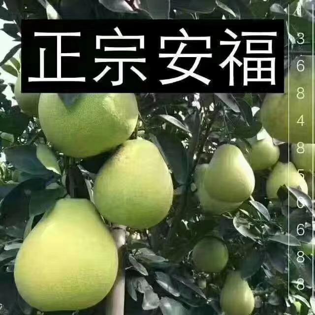 榴芒🇨🇳张哥