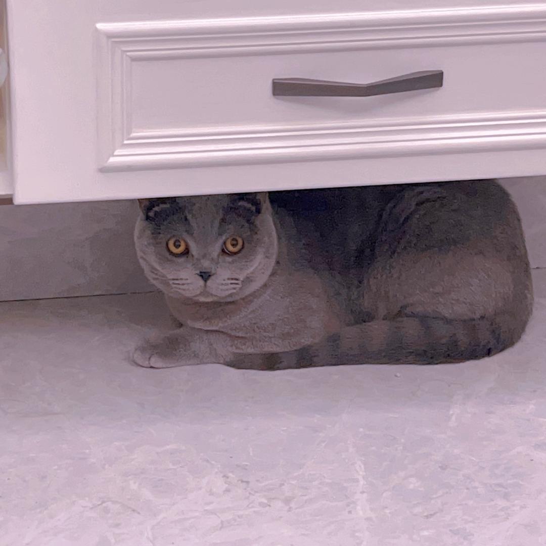 戴