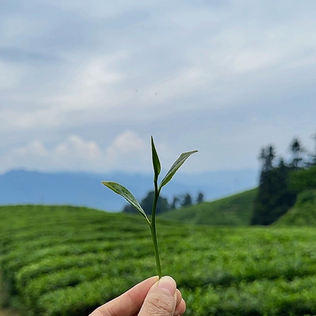 保康县涂涂茶行