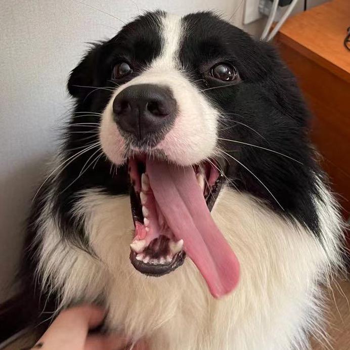 张张的八小只