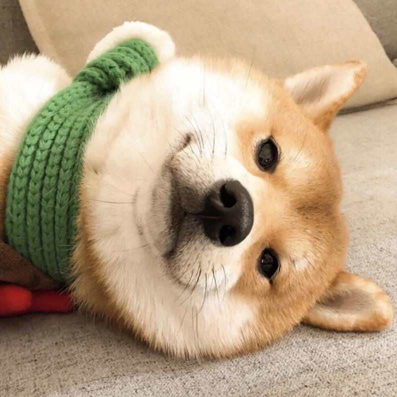 小皮皮猪