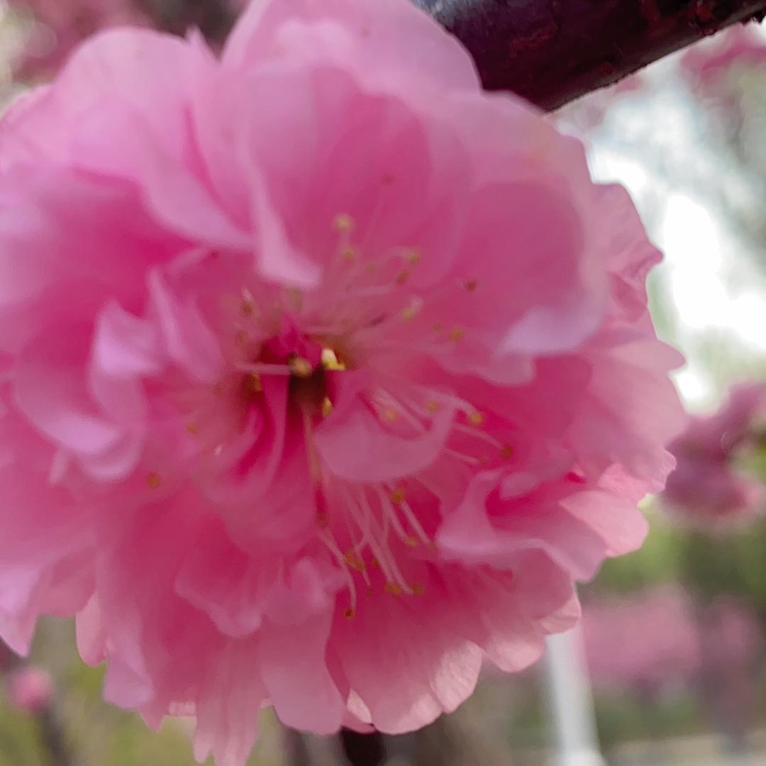 🍒余生安好💕