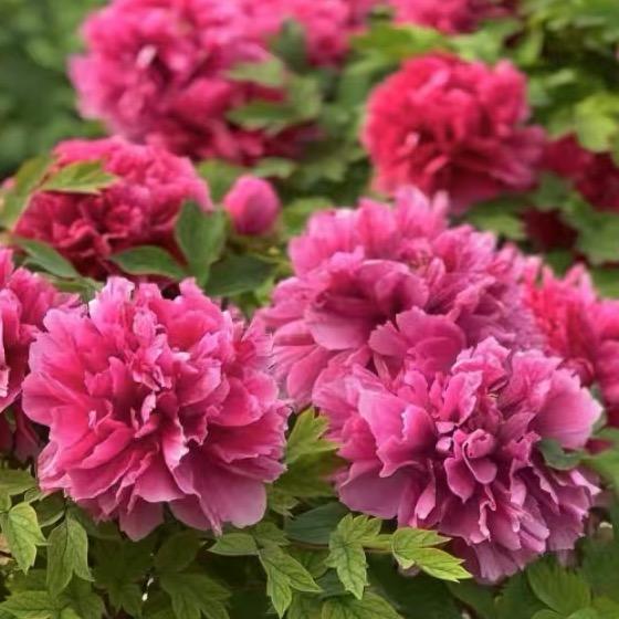 姐姐步步生风💐((🌺⥎🌺))🌹