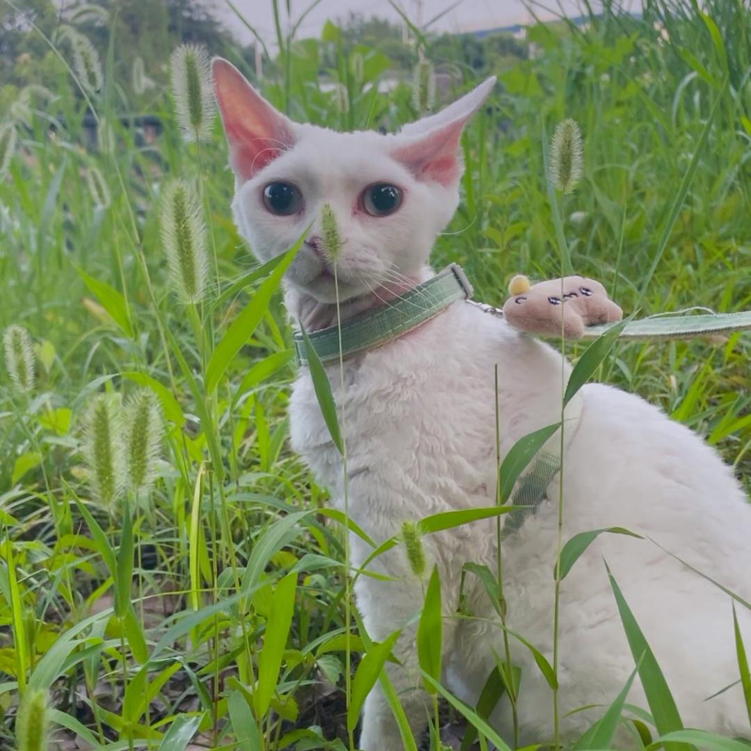 崽崽🍀小不点
