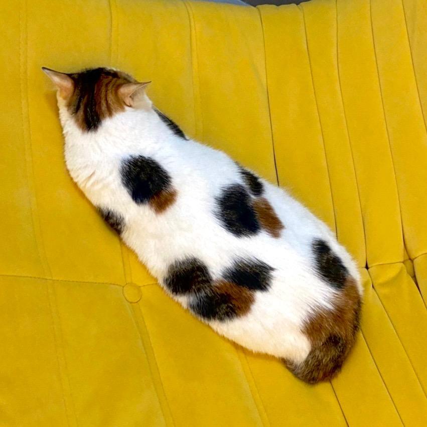狗子是只猫