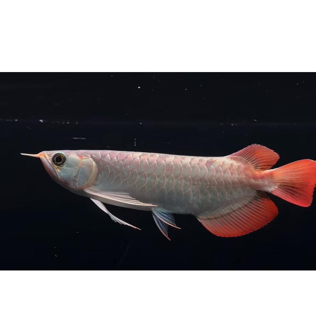 鑫龍园水族器材经销部