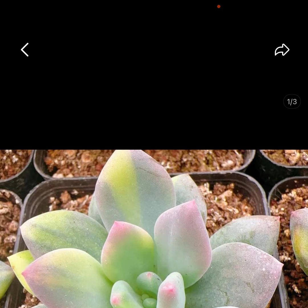 爱心花友会