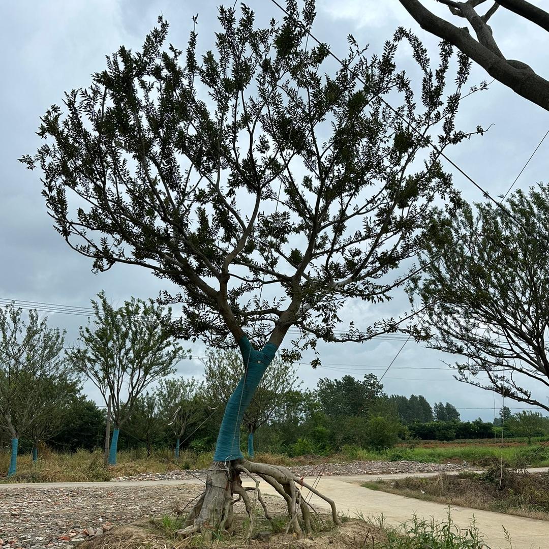 海洋精品朴树园林