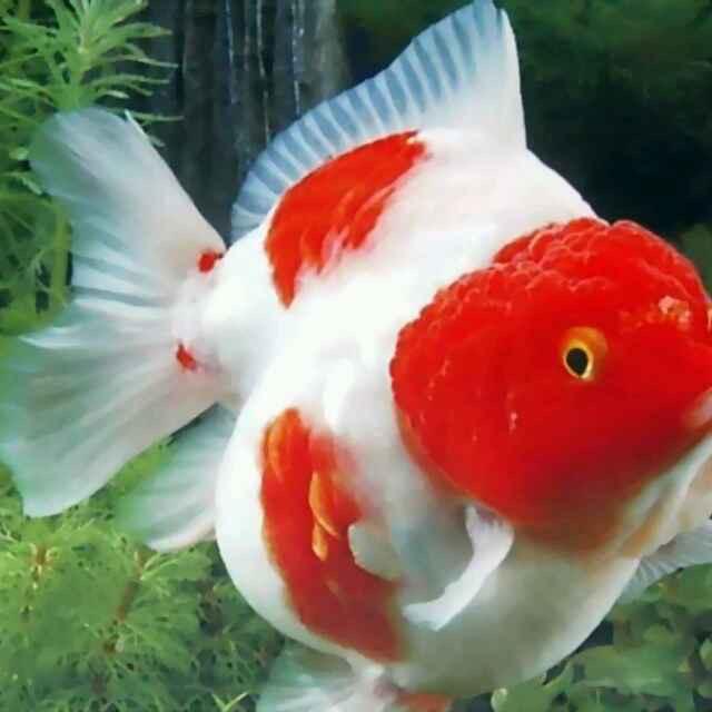 杨阳1