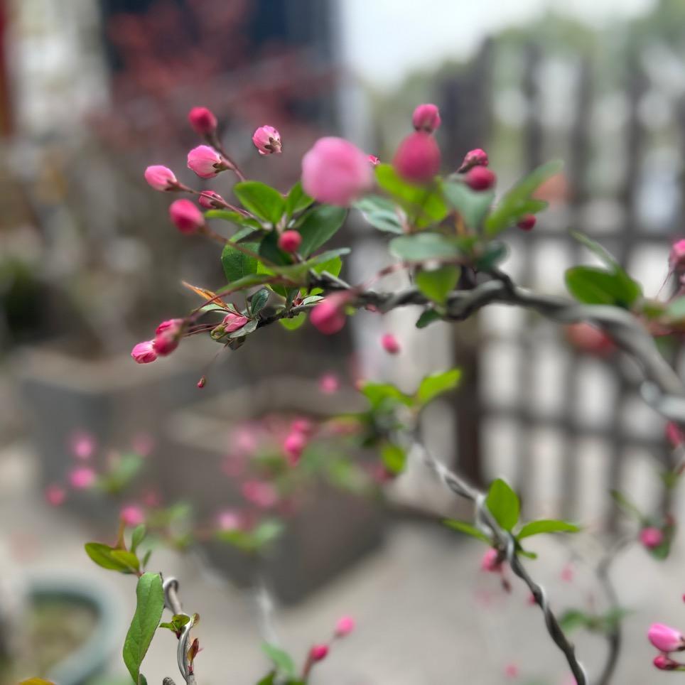桃枝妖妖