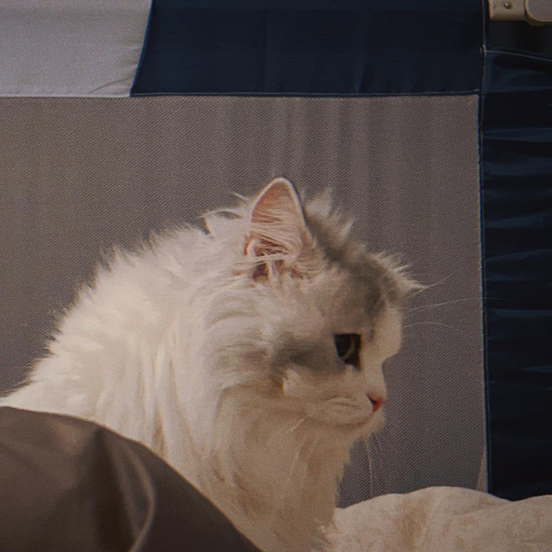 🌈发财是只猫