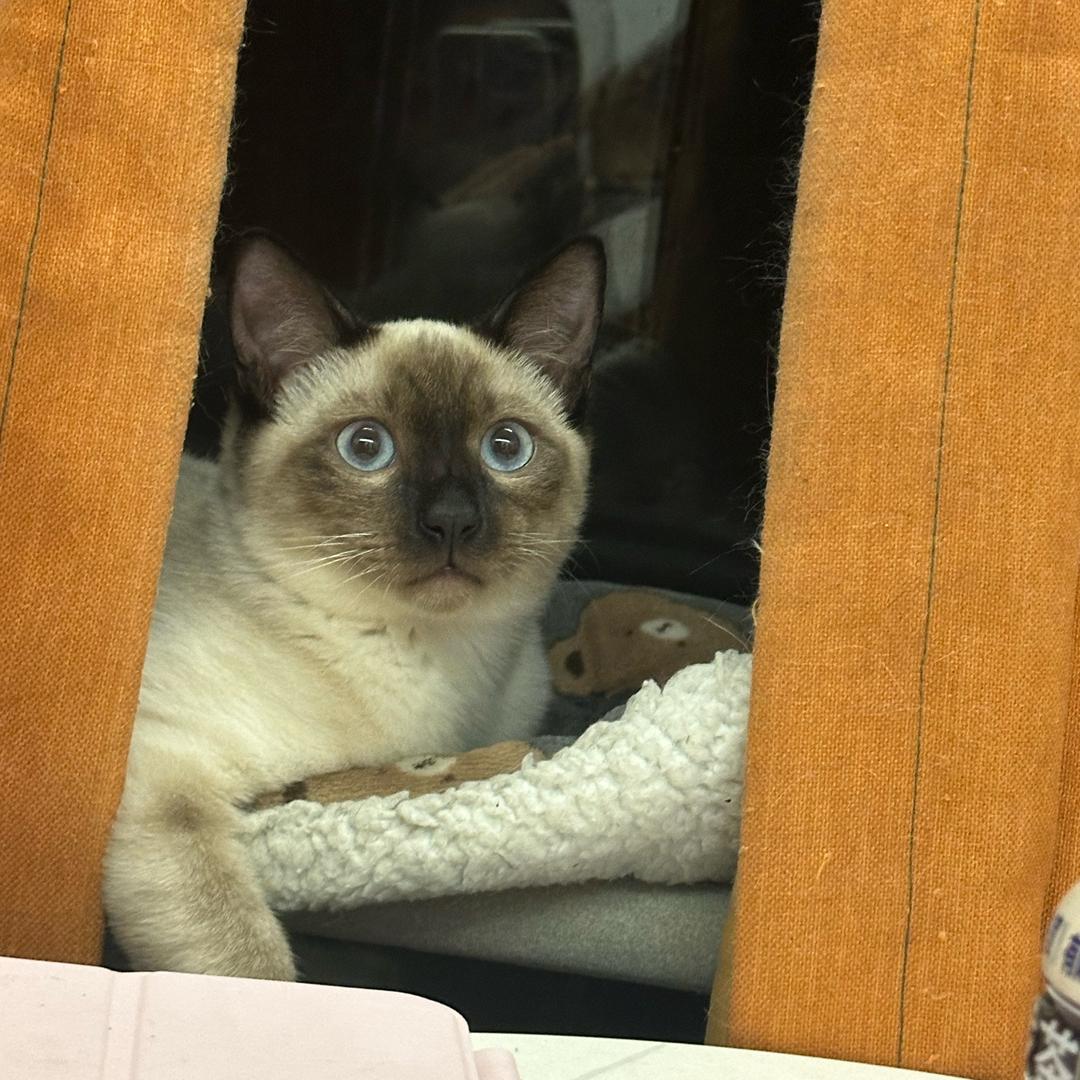 吮指原味猫