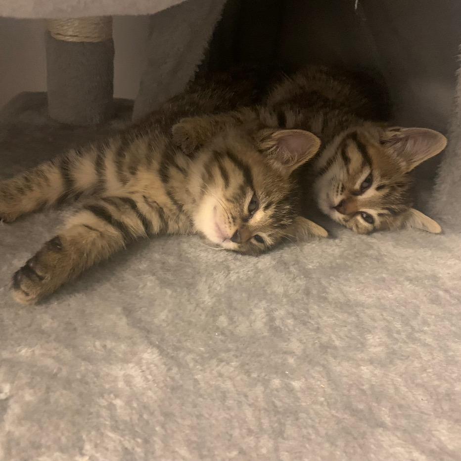 社会主义接班人