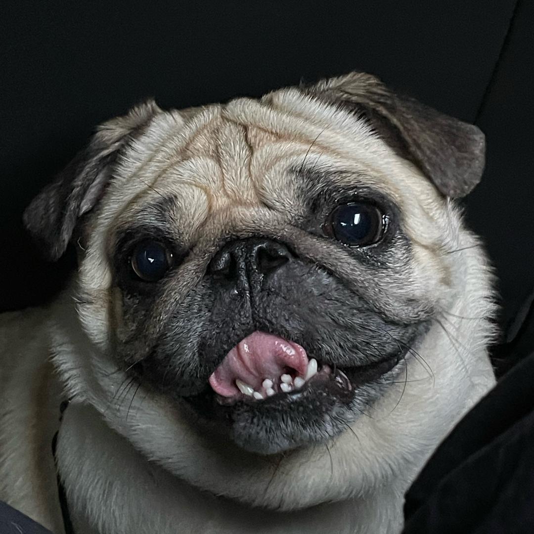 凯文和她的猫猫