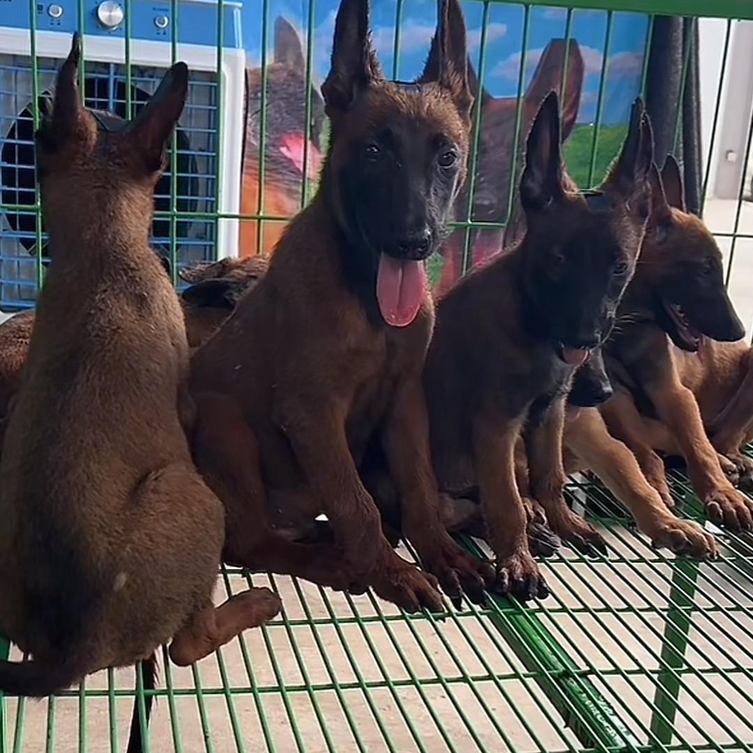 精选萌宠狗🐶