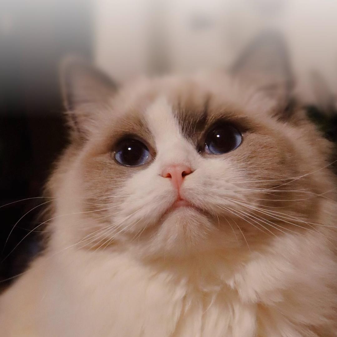 清水里的小鱼儿ʕ˵•ᴥ•˵ʔ