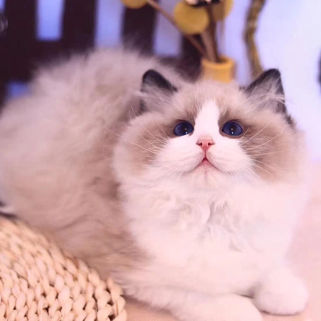 萌友宠物俱乐部