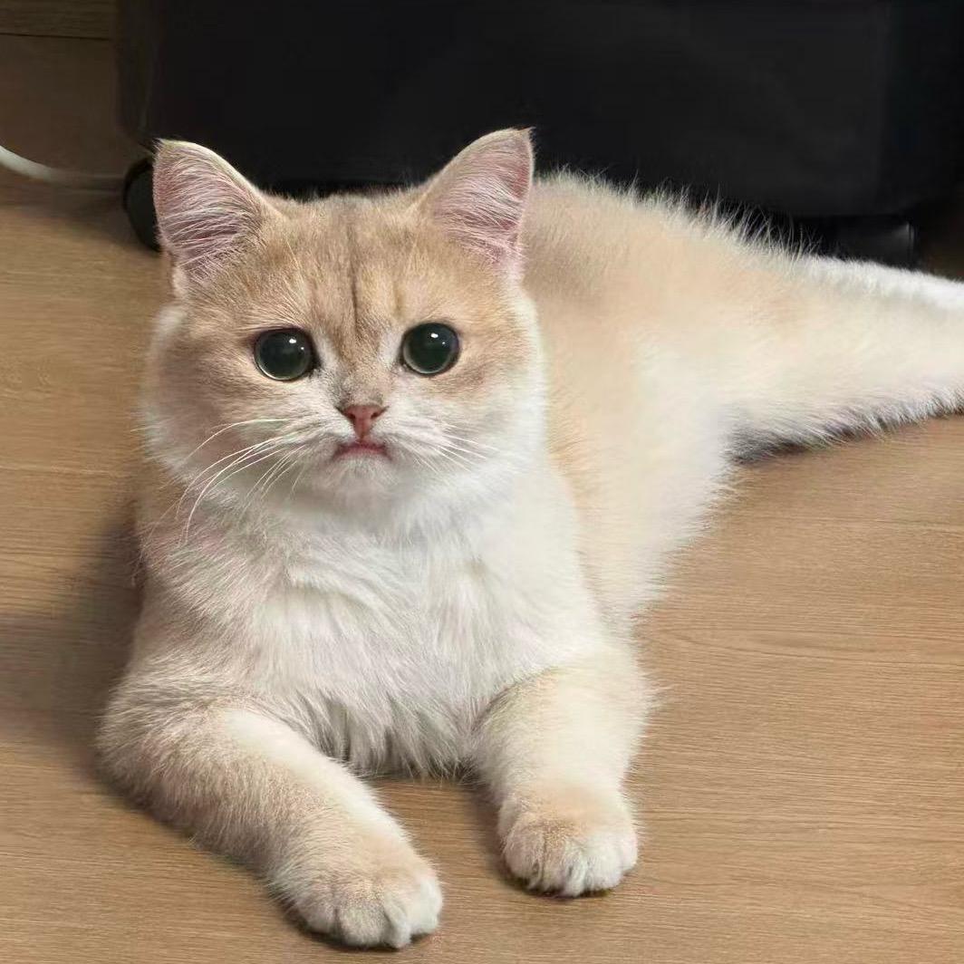 小佩不在～🌈