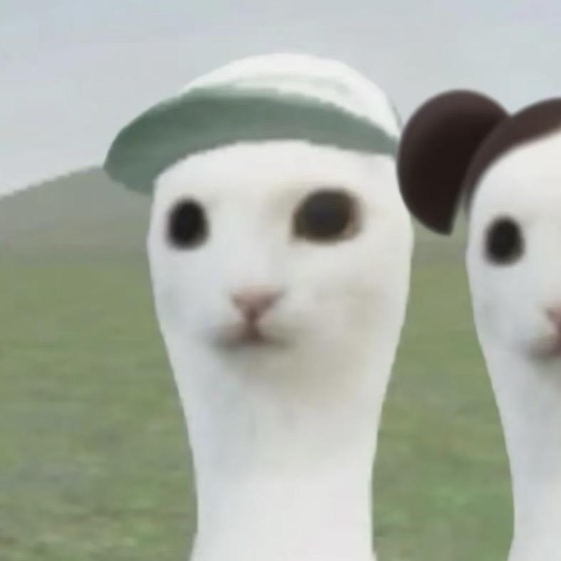 懒猫